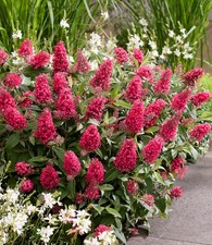 BALDUR Garten Zwerg-Schmetterlingsflieder 'Candy® Little Bubblegum',1 Pflanze