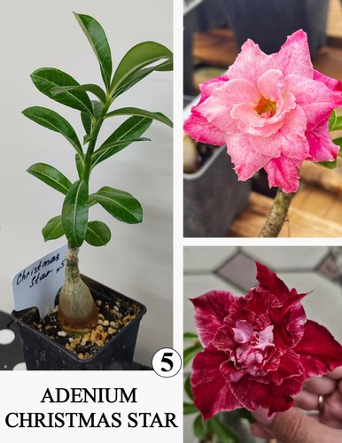 Adenium cristmass star - adenium,