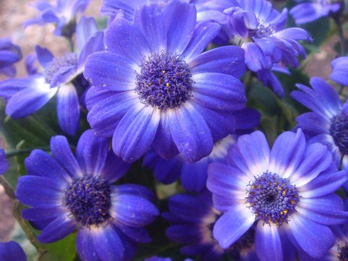 4000 samen brachyscome - 4000+,