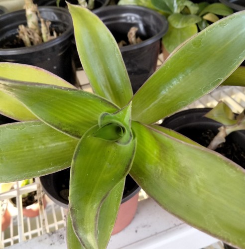 Callisia fragrans basket - fragrans,