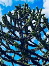 Araucaria araucana -