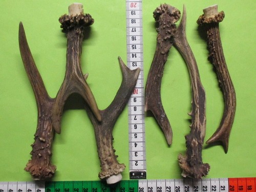 Rehstangen hirschhorn - ,