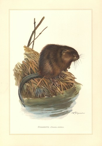 Bisamratte ondatra zibethicus - ondatra,