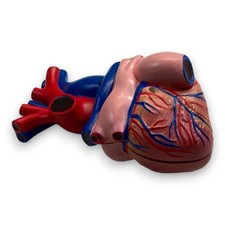 Anatomisches Herz Modell Kunststoff Lehrmodell Medizin Deko Schule Arzt Praxis