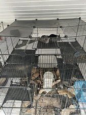 Käfig für chinchillas - käfig,