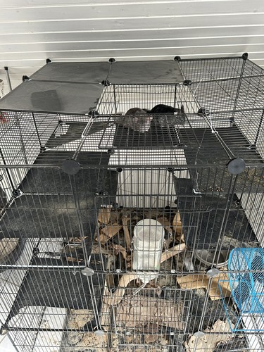 Käfig für chinchillas - für,