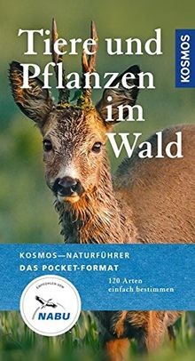 Tiere und pflanzen wald - und,