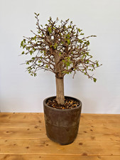 Bonsai Carpinus coreana /