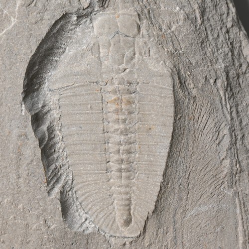 Trilobit bathyuriscus - trilobit,