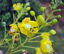 Caesalpinia sappan |