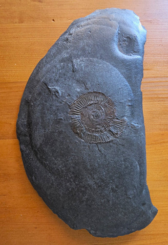 Echtes ammonit fossil 6 - echtes, ammonit-fossil
