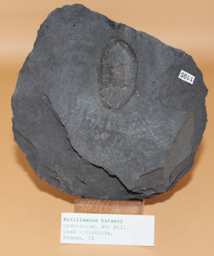 Ectillaenus katzeri ordovicium - ectillaenus,
