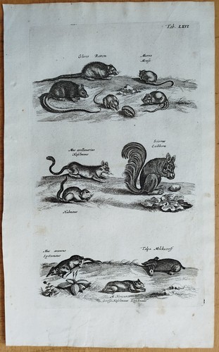 Maus maulwurf eichhörnchen - maus,