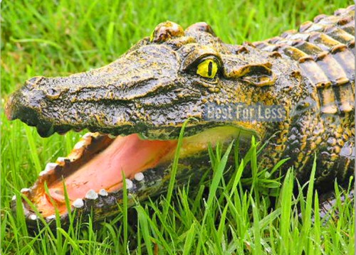 Krokodil alligator tiech - krokodil,