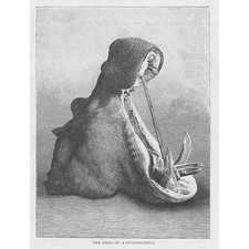 Kopf eines Nilpferdes -