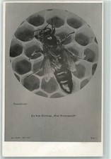 39294282 - Zu dem Beitrag Das Bienenvolk Bienenkoenigin Bienen / Imkerei