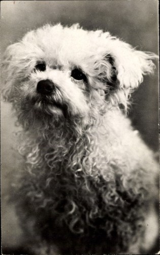 Malteser hund 4191287 - malteser,,