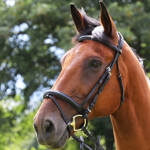 Galopp gepolsterte komfort - gepolsterte,
