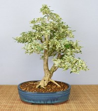 Bonsai Indoor, Weißbunter