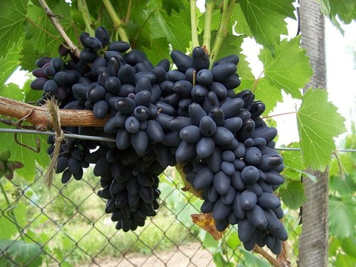 Blaue weinrebe kodrianka - blaue,