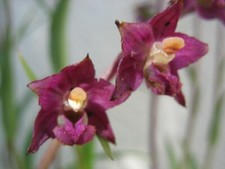 Samen Epipactis atrorubens
