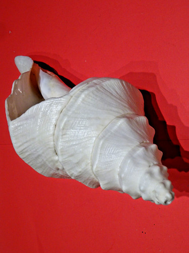Meeresschnecke syrinx - meeresschnecke,