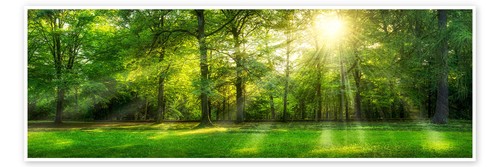 Poster wald panorama mit - wald,