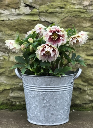 8000700 christrose helleborus - 8000700,