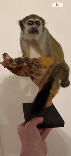 Totenkopfäffchen,Präparat,Ti