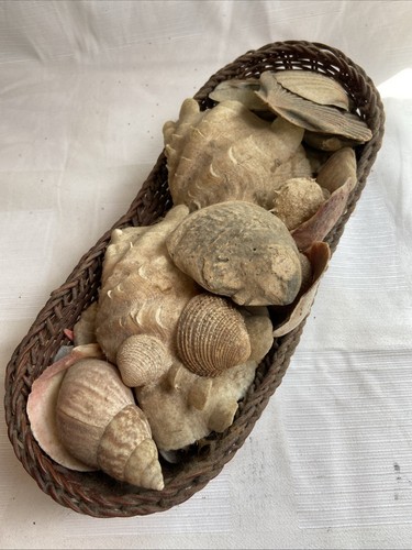 Muschelsammlung für deko und - für,
