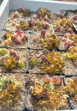 Cephalotus follicularis Carniflora Klon fleischfressende Pflanze Zwergkrug