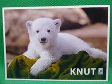 AK Eisbär Knut im Zoo Berlin Stempel Bremerhaven Polarstern (Nr. 1346)