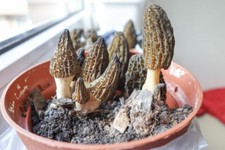 Morchel Myzel Pilzzucht Set