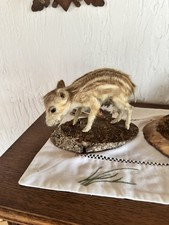 Tierpräparat wildschwein - tierpräparat,