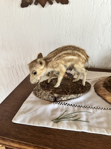 Tierpräparat wildschwein - tierpräparat,