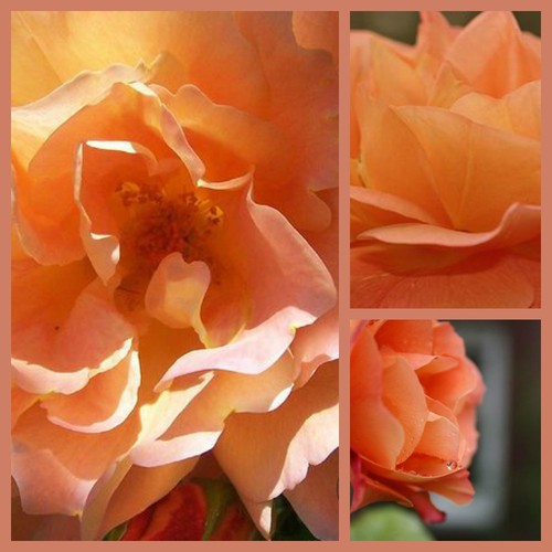 Rose westerland im großen - rose,