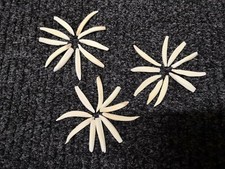 10x echte Wildschwein Zähne