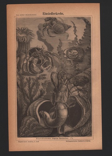 Lithografie 1875