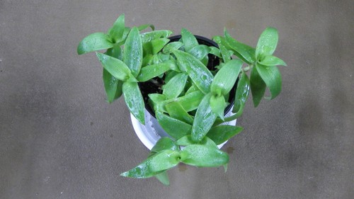 Cuts cyanotis noid - cyanotis, "noid