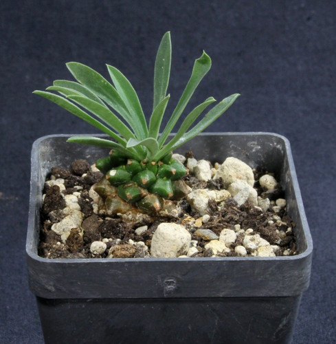 Euphorbia bupleurifolia