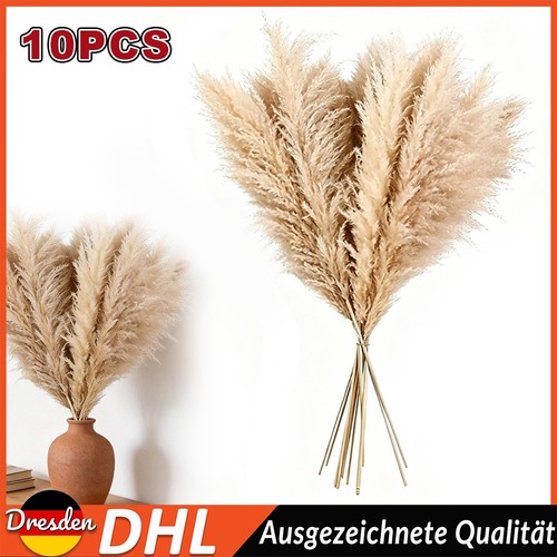 Stück pampasgras xxl - 10,