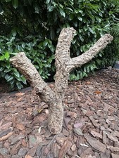 Kork Stamm Ast Terrarium xxl