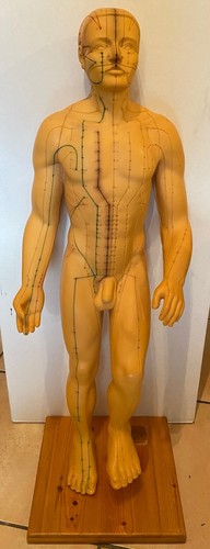 Akupunkturmodell männlich - -,