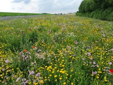 20qm mehjährige Bienenweide Blumenwiese Samen Bienen Blumen Wiese Wildpflanzen
