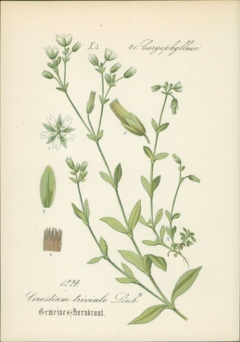 Chromolithographie gemeines - chromolithographie,