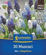Kiepenkerl Traubenhyazinthen Mega-Pack – 30 blaue & weiße Frühlingsblüten