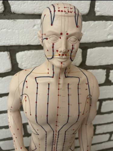 Akupunkturmodell 70cm - akupunkturmodell,,