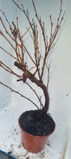 Bonsai,  Birkenbaum, Sandbirke, Betula  pendula  im 1 Liter Topf
