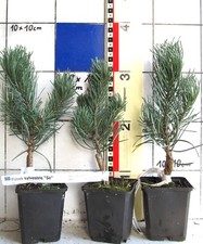 Pinus sylvestris  "Sé" ,  sehr seltene Sorte der Waldkiefer, veredelte Pflanze