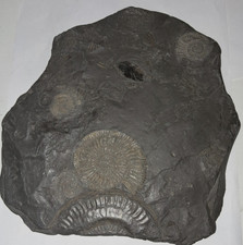 Fossil Ammoniten Dactylioceras Platte Holzmaden ca. 170/180 Mio. Jahre 19x21 cm